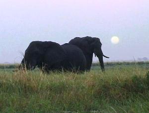 Chobe National Park sunset